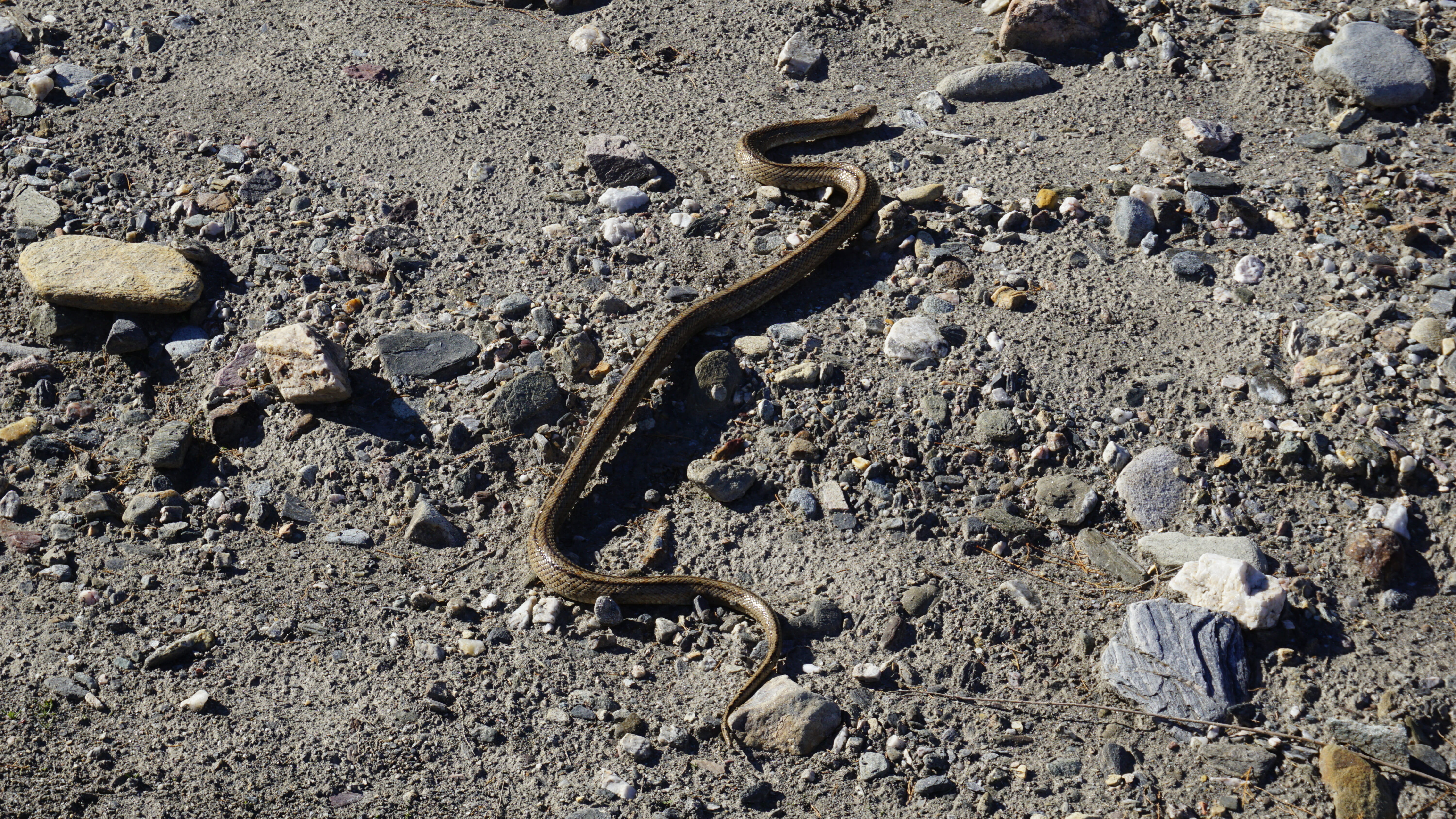 Tabernas desert snake