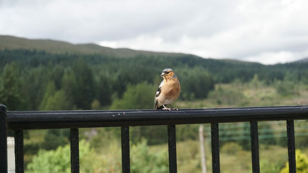 Bridge of Orchy