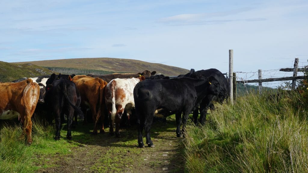 Cape Wrath Trail Cow Traffic