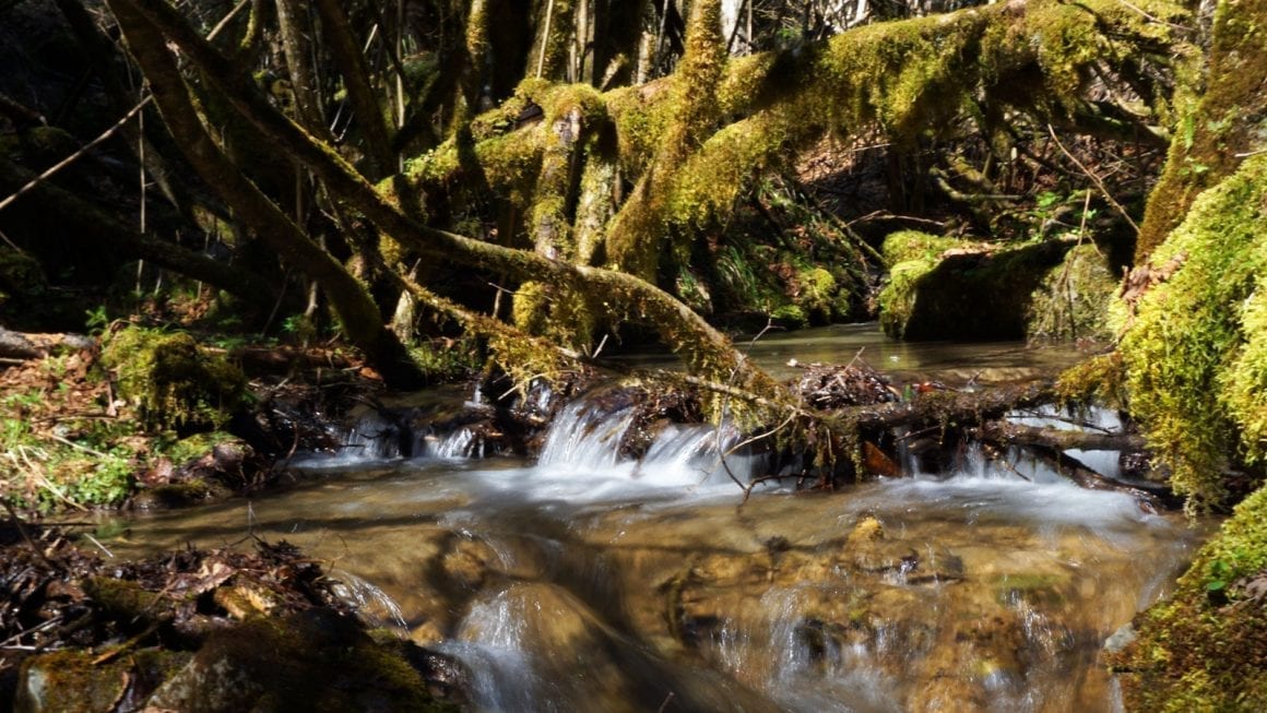 Borjomi forest stream