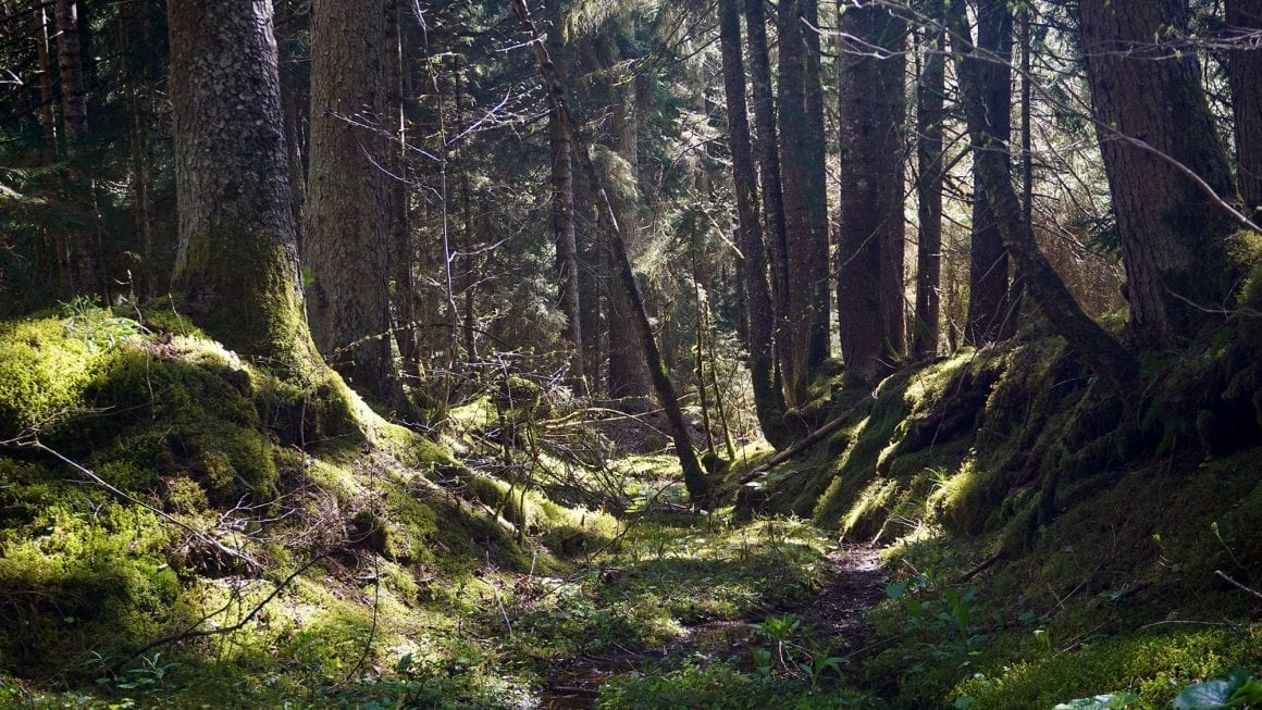 Borjomi forest floor