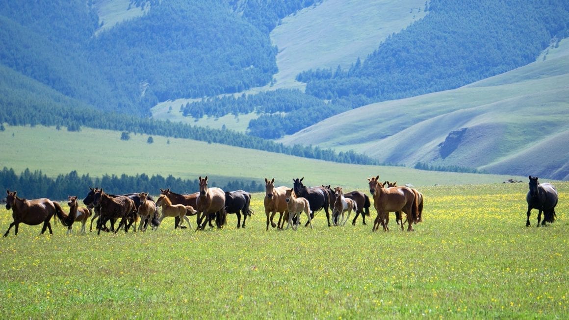 Hiking Khangai Nuruu