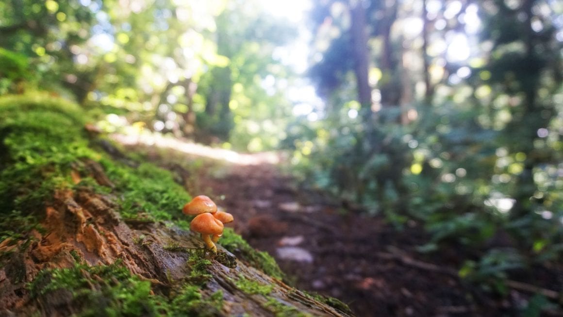 Mushrooms growing on a tree trunk on the Shinetsu hiking trail