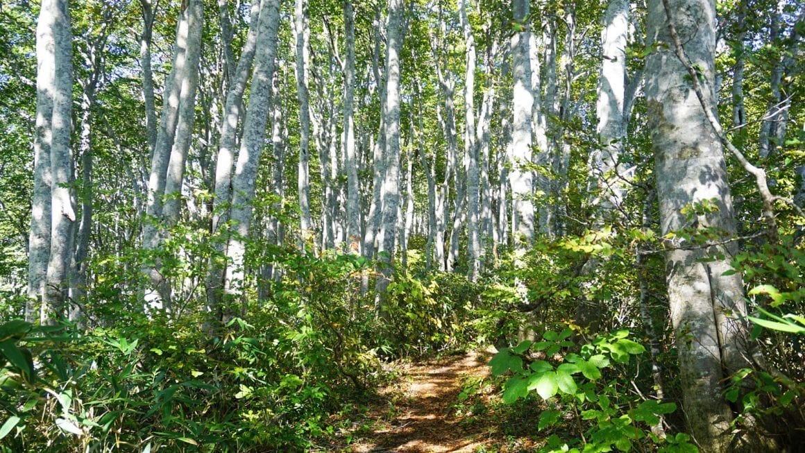 Shinetsu trail beech forest