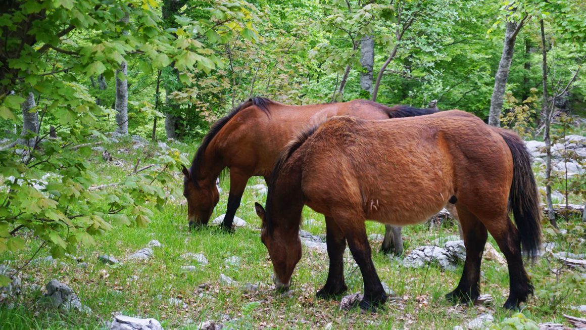 Velebit horses