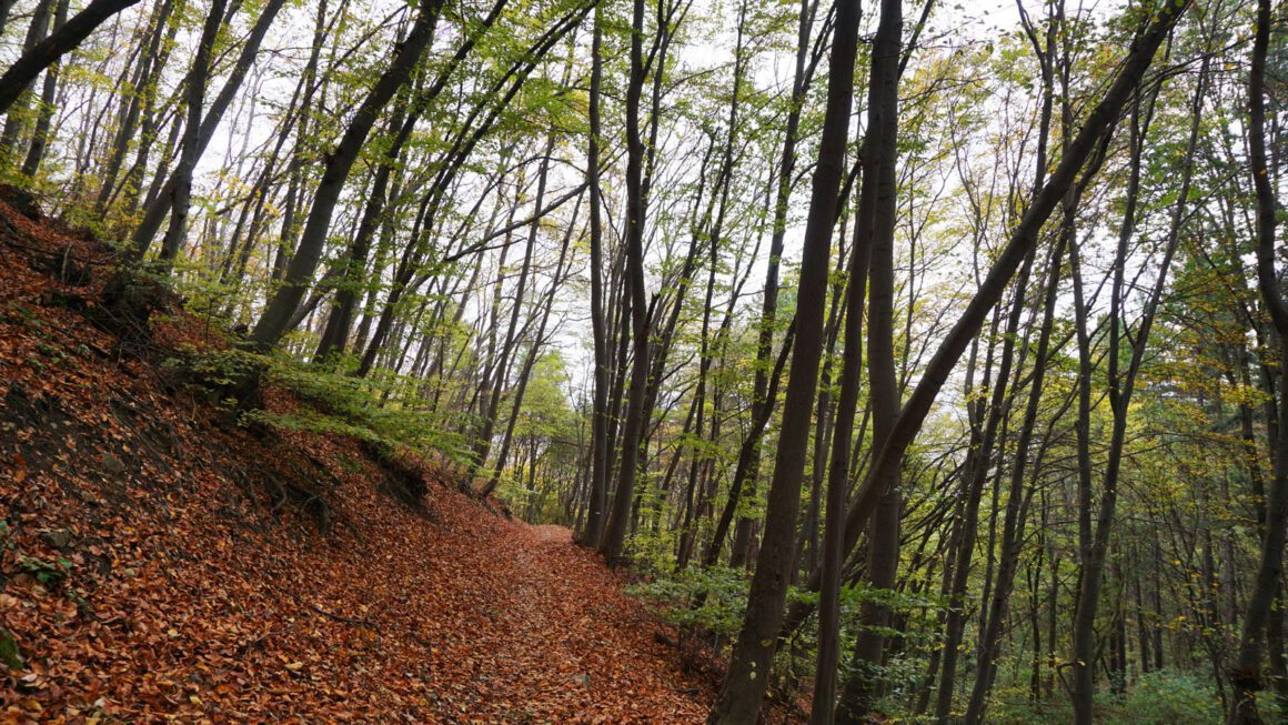 Vitosha hike autumn