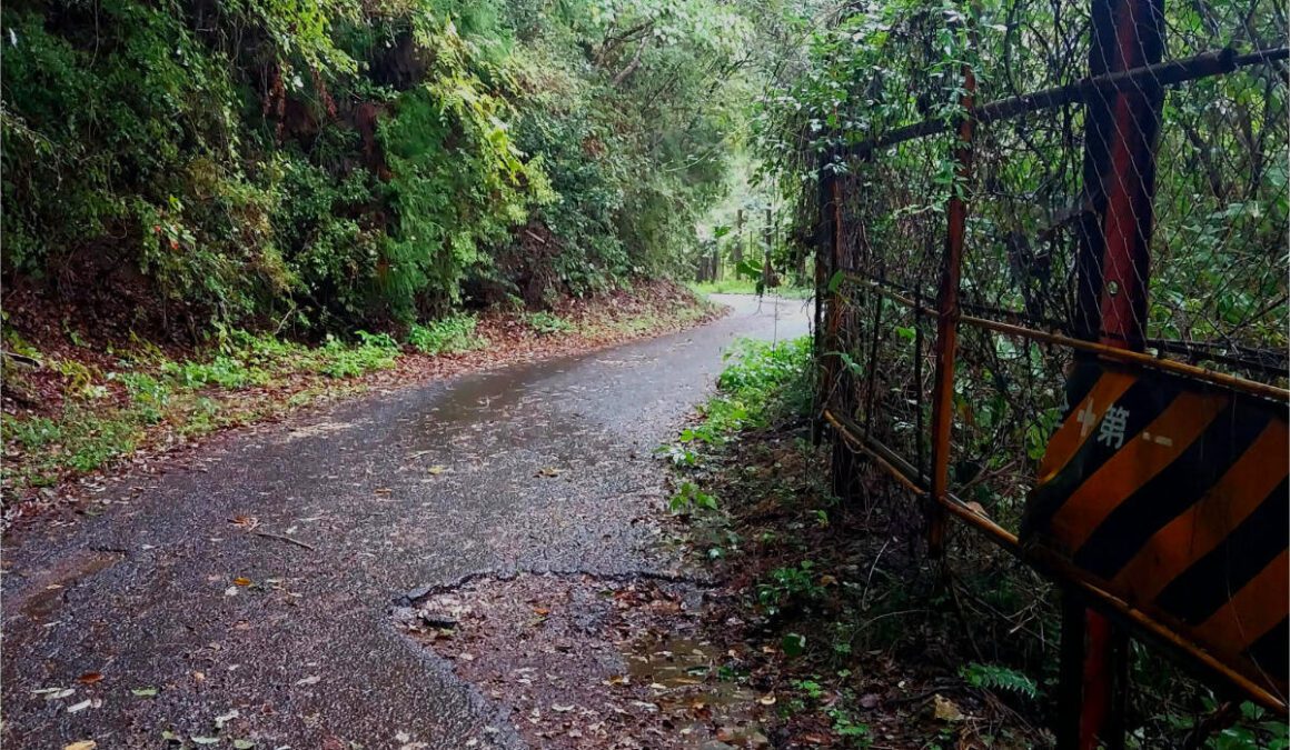 A quiet road through the jungle, with overgrown fencing along the verge