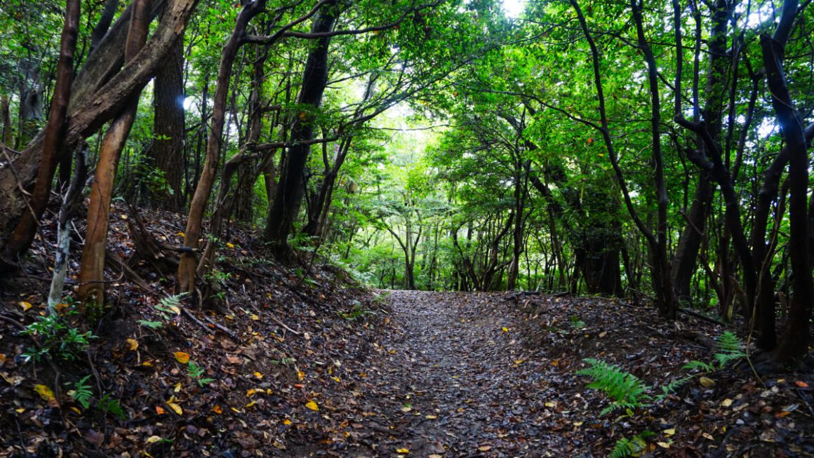 A forest path, shadowed by a leafy canopy